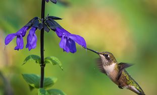 Hummingbird And Salvia Plant, Hummingbird, Salvia Plant
Shutterstock.com
New York, NY