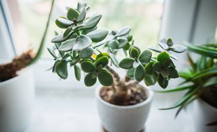 Jade Plant, Jade Houseplant, Jade Tree
Shutterstock.com
New York, NY