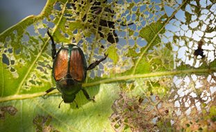 Japanese Beetle, Popillia Japonica, Japanese Beetle Feeding
Shutterstock.com
New York, NY