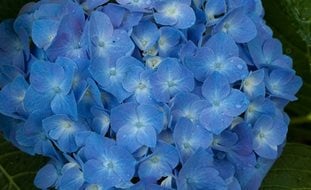 Let's Dance Blue Jangles Hydrangea, Bigleaf Hydrangea, Hydrangea Arborescens, Blue Flower
Proven Winners
Sycamore, IL