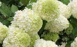 Limelight Hydrangea, Panicle Hydrangea, Paniculata, Green Flower
Proven Winners
Sycamore, IL