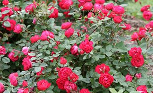 Oso Easy Double Red Rose, Landscape Rose
Proven Winners
Sycamore, IL