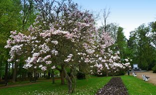 Pink Magnolia, Saucer Magnolia
Garden Design
Calimesa, CA