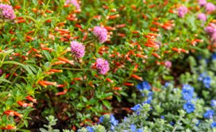 Pollinator Plants
Proven Winners
Sycamore, IL