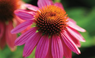 Pow Wow Wild Berry Coneflower, Pink Flower, Coneflower
Proven Winners
Sycamore, IL