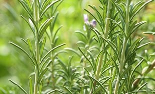 Rosemary Plant, Rosemarinus Officinalis
Garden Design
Calimesa, CA