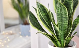 Sansevieria Trifasciata 'laurentii', Houseplant, Green Leaves
Shutterstock.com
New York, NY