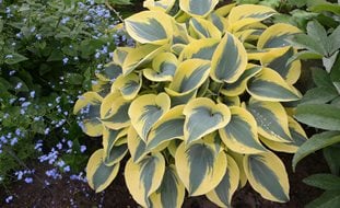 Shadowland Autumn Frost Hosta, Hosta Plant, Proven Winners
Proven Winners
Sycamore, IL