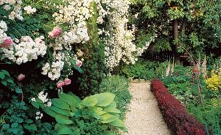 Small Backyard, White Roses, Barberry Hedge
William Morrow Garden Design
Washington D.C.,