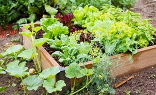 Small Raised Bed, Vegetable Garden
Garden Design
Calimesa, CA