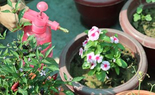 Spraying Plants With Neem Oil, Neem Oil As Pesticide
Shutterstock.com
New York, NY