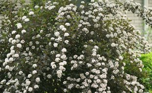 Summer Wine Ninebark, Physocarpus Opulifolius
Proven Winners
Sycamore, IL