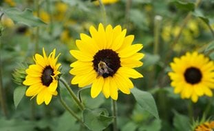 Suncredible Sunflower, Sunflower With Bee
Proven Winners
Sycamore, IL