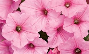 Supertunia, Vista Bubblegum, Pink Petunia
Proven Winners
Sycamore, IL