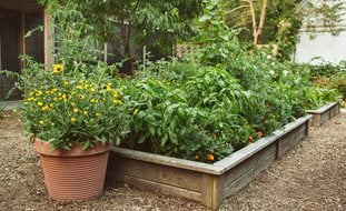 Tomato Companion Plants
Proven Winners
Sycamore, IL