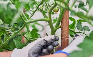 Tomato Stake
Shutterstock.com
New York, NY