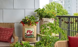 Vegetables In Containers, Balcony Vegetable Garden
Proven Winners
Sycamore, IL