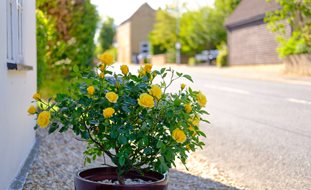 Yellow Roses In Container, Roses In A Pot
Shutterstock.com
New York, NY