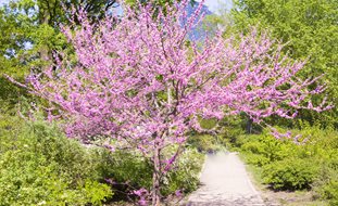 Pink Tree, Eastern Redbud
Ornamental Grasses in Pots 
Garden Design
Calimesa, CA