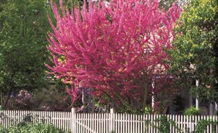 Eastern Redbud, Redbud In Bloom
Garden Design
Calimesa, CA