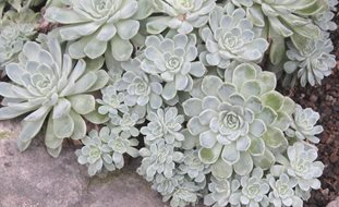 Echeveria
Millette Photomedia