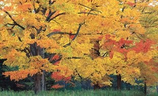 Fall Foliage, Sugar Maple Tree
Garden Design
Calimesa, CA