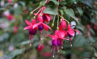 Fuchsia Flowers
Shutterstock.com
New York, NY