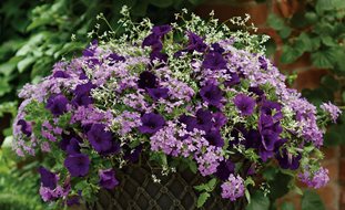 Glory Days Container Recipe, Purple Flowers
Proven Winners
Sycamore, IL