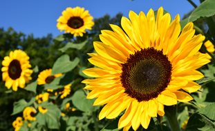 Helianthus, Yellow Flower
Pixabay