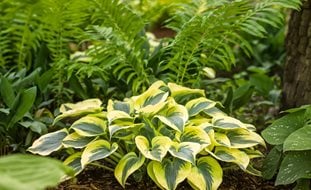 Hosta Autumn Frost, Shade Plant, Variegated Foliage
Proven Winners
Sycamore, IL