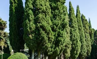 Italian Cypress Trees, Cupressus Sempervirens
Shutterstock.com
New York, NY