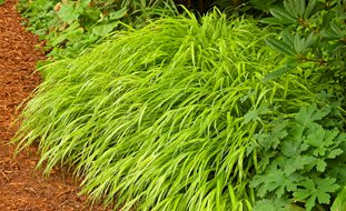 Japanese Forest Grass, Hakone Grass, Hakonechloa Macra Aureola
Janet Loughrey