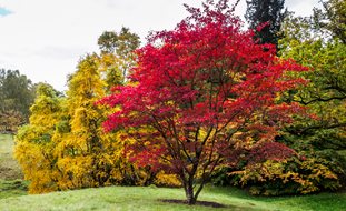 Japanese Maple Tree, Acer Palmatum
Dreamstime