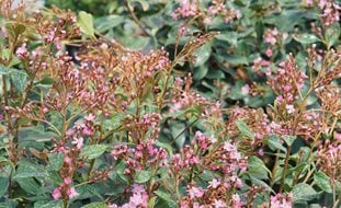 La Vida Grande Indian Hawthorn, Rhaphiolepis Indica, Indian Hawthorn
Proven Winners
Sycamore, IL