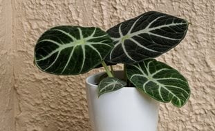 Mythic Ninja Alocasia, Alocasia Reginula, Jewel Alocasia
Proven Winners
Sycamore, IL