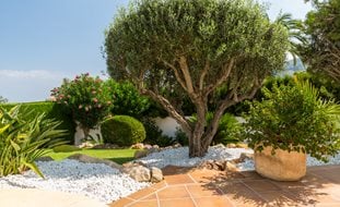 Olive Tree In Garden
Shutterstock.com
New York, NY