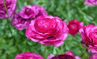 Pink Ranunculus, Pink Buttercup
Shutterstock.com
New York, NY