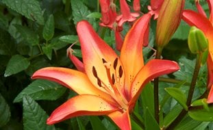 Royal Sunset Asiatic Lily, Lily Flower
Garden Design
Calimesa, CA