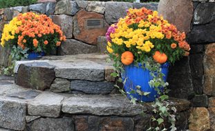 Varying Colors Of Mums In Containers
Garden Design
Calimesa, CA