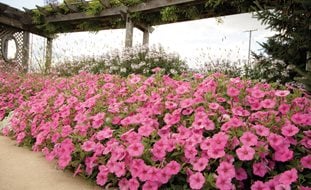 Vista Bubblegum Border, Supertunia Vista Bubblegum, Pink Petunia 
Proven Winners
Sycamore, IL