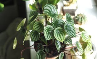 Watermelon Peperomia, Peperomia Argyreia
Shutterstock.com
New York, NY