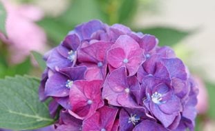 Wee Bit Grumpy Hydrangea, Hydrangea Macrophylla
Proven Winners
Sycamore, IL