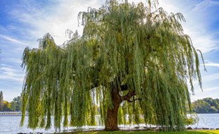 Weeping Willow, Salix Babylonica
Shutterstock.com
New York, NY