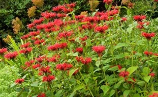 Bee Balm Plants, Native Garden Plants
A Rustic Perennial Paradise
Garden Design
Calimesa, CA