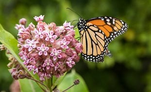Milkweed Plant, Monarch Butterfly
A Rustic Perennial Paradise
Shutterstock.com
New York, NY