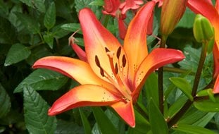 Royal Sunset Asiatic Lily, Lily Flower
A Rustic Perennial Paradise
Garden Design
Calimesa, CA
