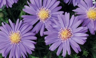 Sapphire Mist Aster, Purple Flower, Aster
A Rustic Perennial Paradise
Proven Winners
Sycamore, IL