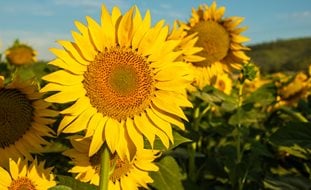 Sunflower, Growing Sunflowers
A Rustic Perennial Paradise
Shutterstock.com
New York, NY