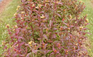 Kodiak Red Diervilla, Diervilla Hybrid
Ornamental Grasses in Pots
Proven Winners
Sycamore, IL