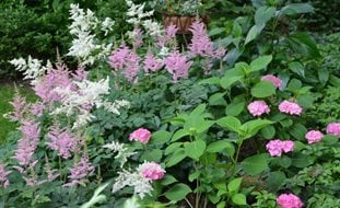 Astilbe And Hydrangea, Shade Plants
Garden Design
Calimesa, CA